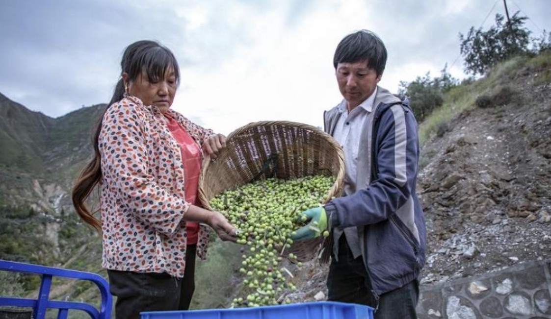 Η Κίνα μπαίνει δυναμικά στην παραγωγή Ελαιολάδου 